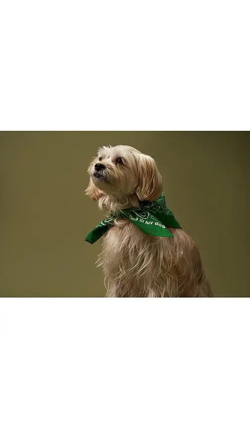 Lil Luv Dog Bandana | Thumbnail 2 Lil Luv Dog Bandana | Thumbnail 2