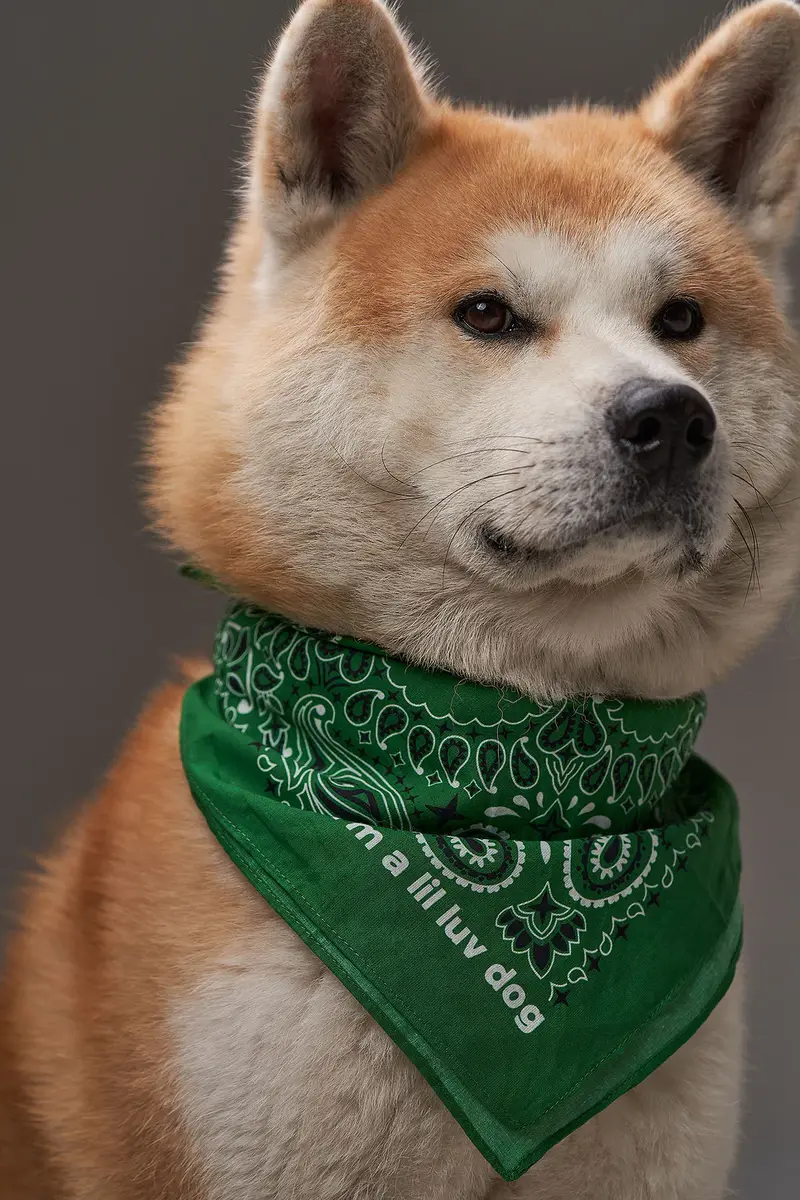 Lil Luv Dog Bandana | Thumbnail 5 Lil Luv Dog Bandana | Thumbnail 5