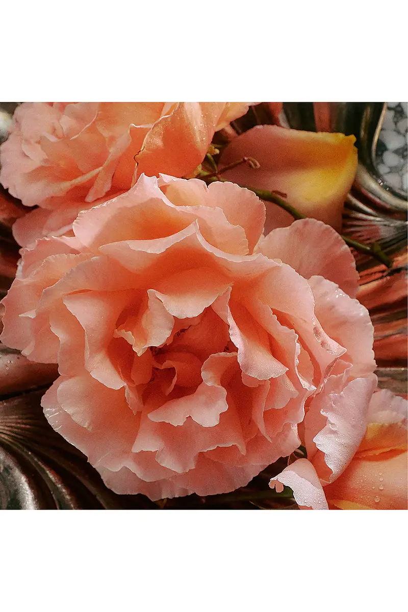 Flamingo Estate Jasmine Damask Rose Rich Cream | Thumbnail 3