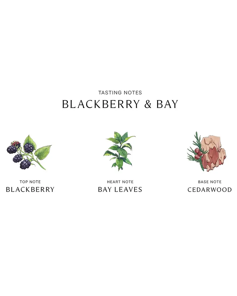 Jo Malone London Blackberry & Bay Cologne | Thumbnail 2 Jo Malone London Blackberry & Bay Cologne | Thumbnail 2