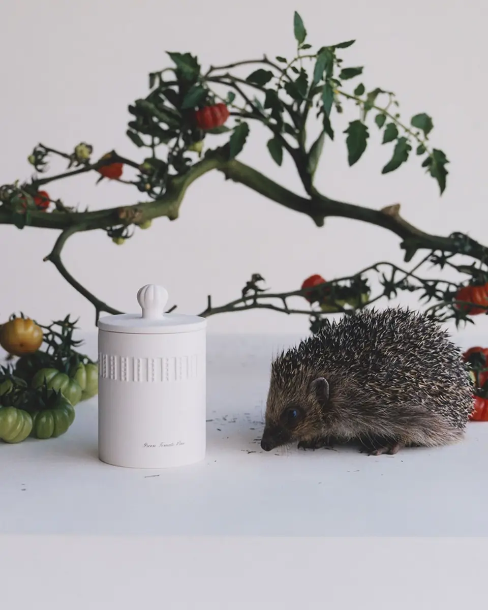 Jo Malone London 10.6 oz. Green Tomato Vine Candle | Thumbnail 2 Jo Malone London 10.6 oz. Green Tomato Vine Candle | Thumbnail 2