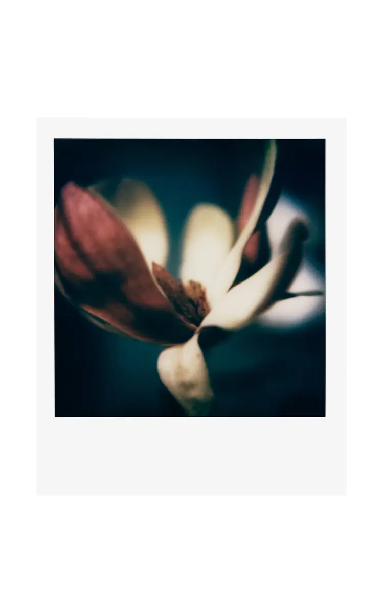 Rizzoli Francois Halard: Art & Flowers | Thumbnail 2 Rizzoli Francois Halard: Art & Flowers | Thumbnail 2