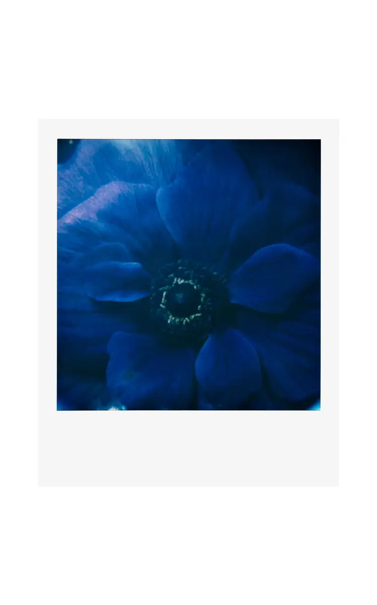 Rizzoli Francois Halard: Art & Flowers | Thumbnail 3 Rizzoli Francois Halard: Art & Flowers | Thumbnail 3