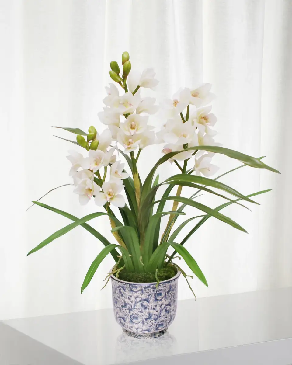 Winward Home Cymbidium Orchid in Cache Pot