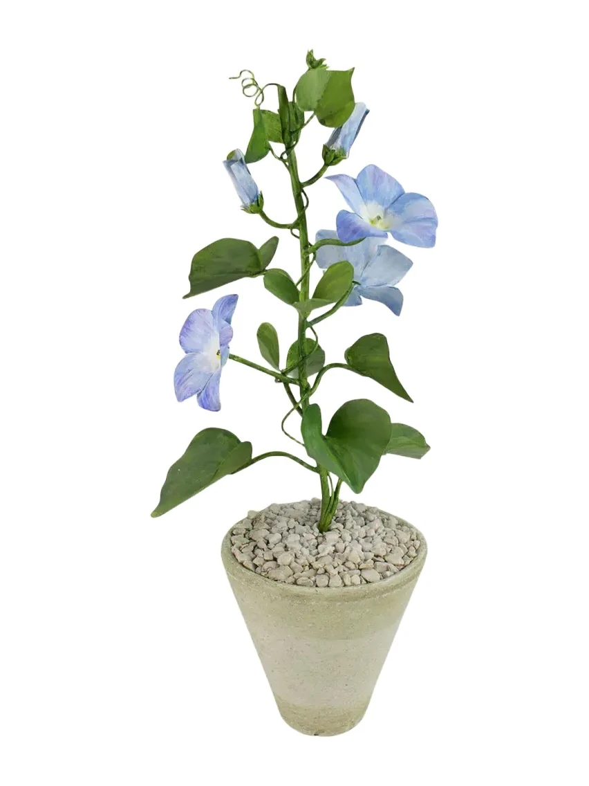 Tommy Mitchell Morning Glory September Birth Flower in White Terracotta Pot
