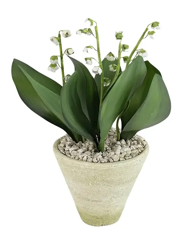 Tommy Mitchell Lily of the Valley May Birth Flower in White Terracotta Pot