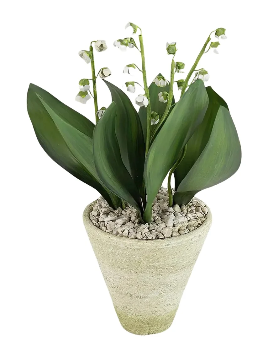 Tommy Mitchell Lily of the Valley May Birth Flower in White Terracotta Pot