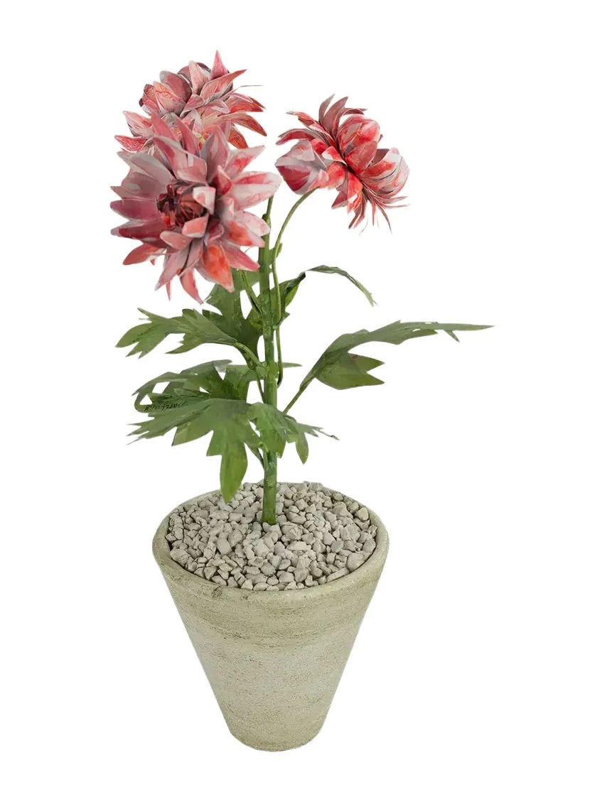Tommy Mitchell Crysanthemum November Birth Flower in White Terracotta Pot
