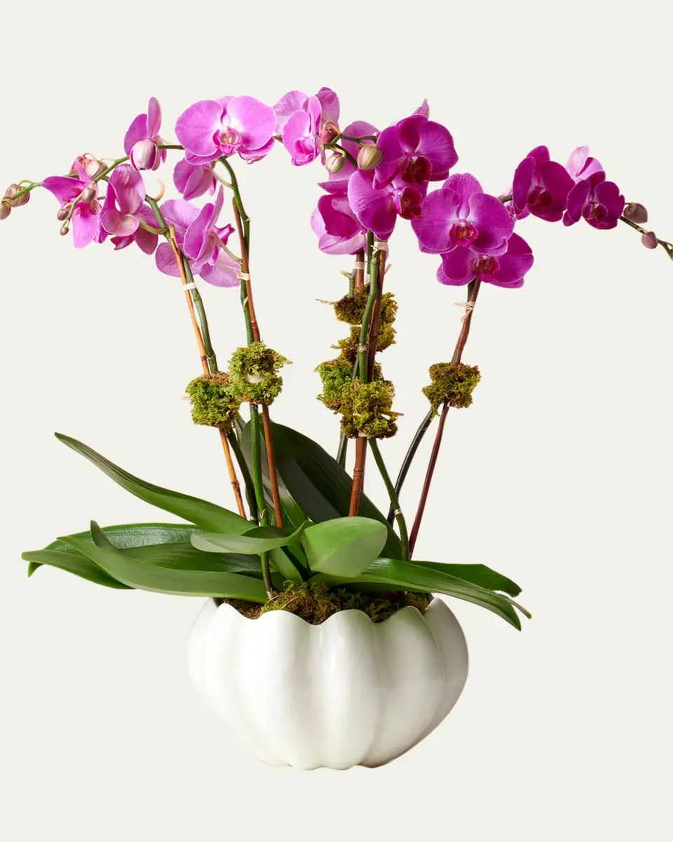 AERIN Mirabelle Cachepot | Thumbnail 2 AERIN Mirabelle Cachepot | Thumbnail 2