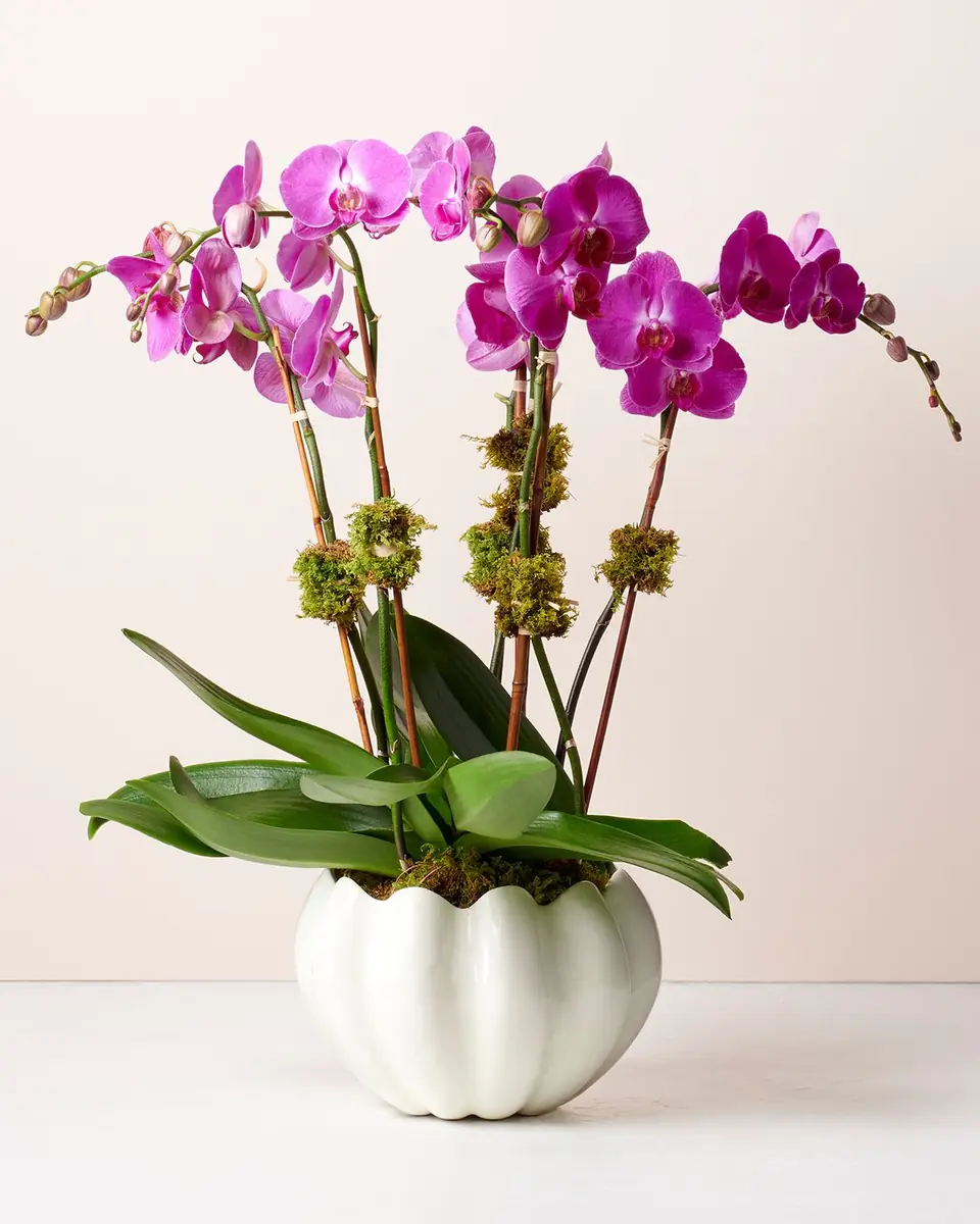 AERIN Mirabelle Cachepot | Thumbnail 5 AERIN Mirabelle Cachepot | Thumbnail 5