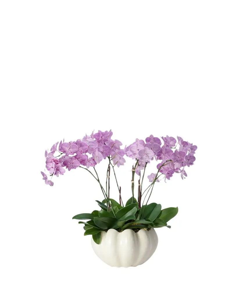 AERIN Mirabelle Cachepot
