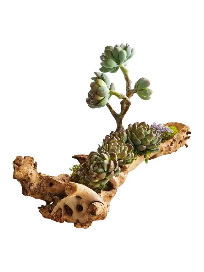T & C Floral Company Baby Log Filled with Sedum