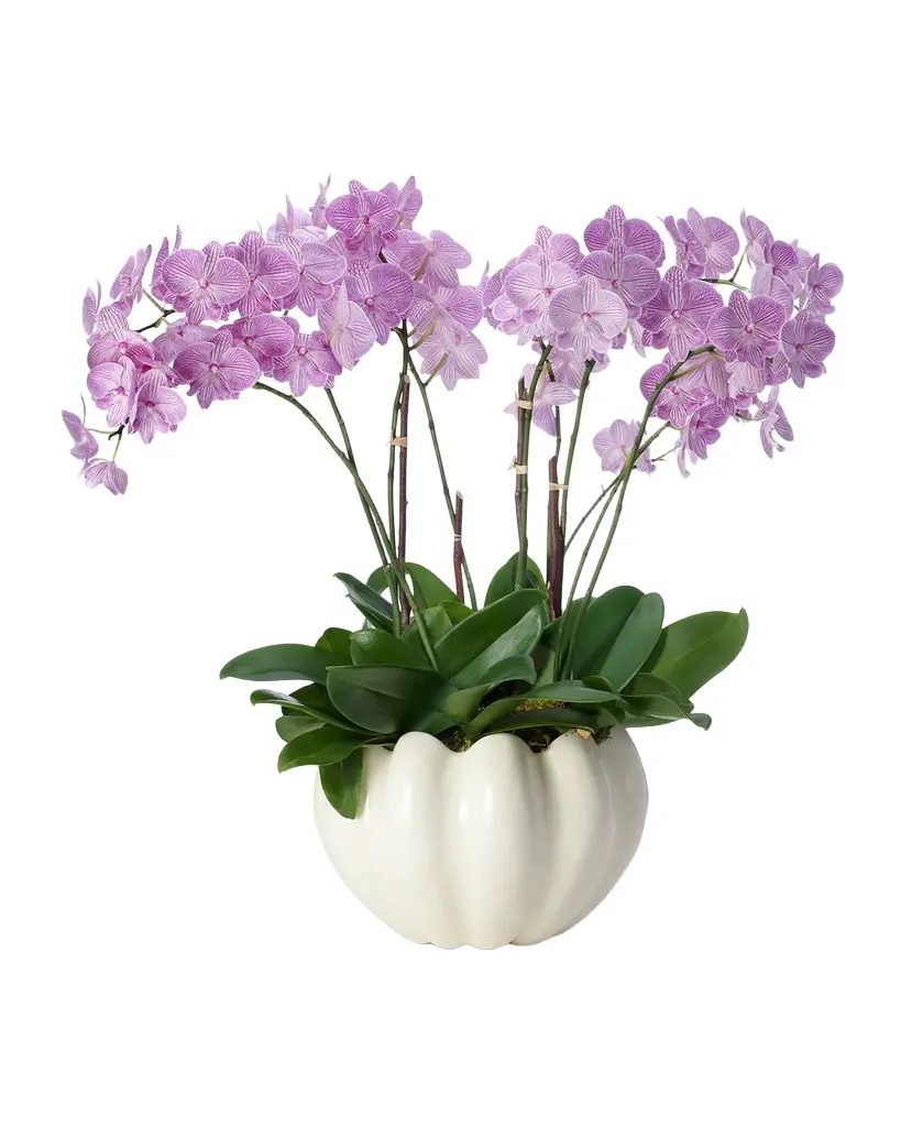 AERIN Mirabelle Cachepot