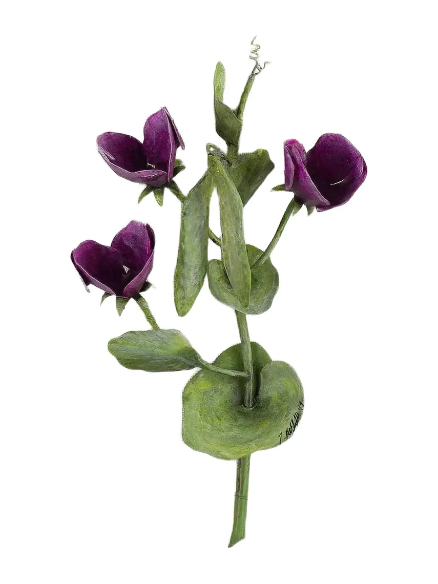 Tommy Mitchell Sweet Pea April Birth Flower Wall Art