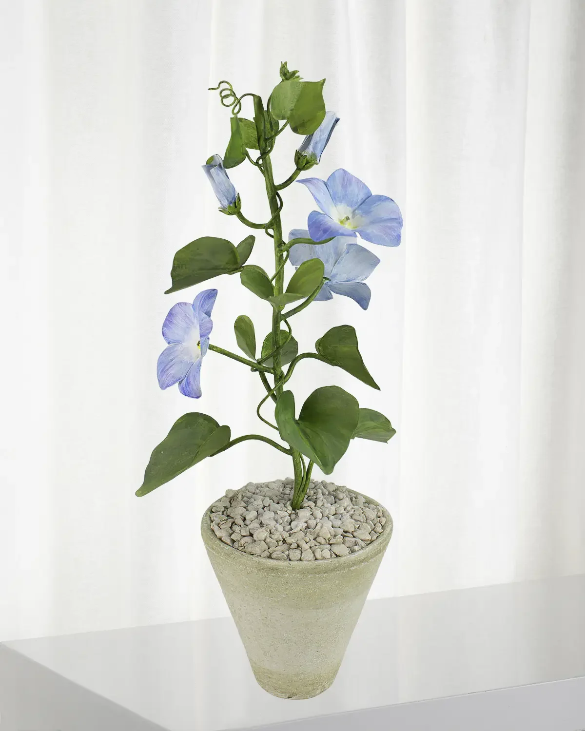 Tommy Mitchell Morning Glory September Birth Flower in White Terracotta Pot