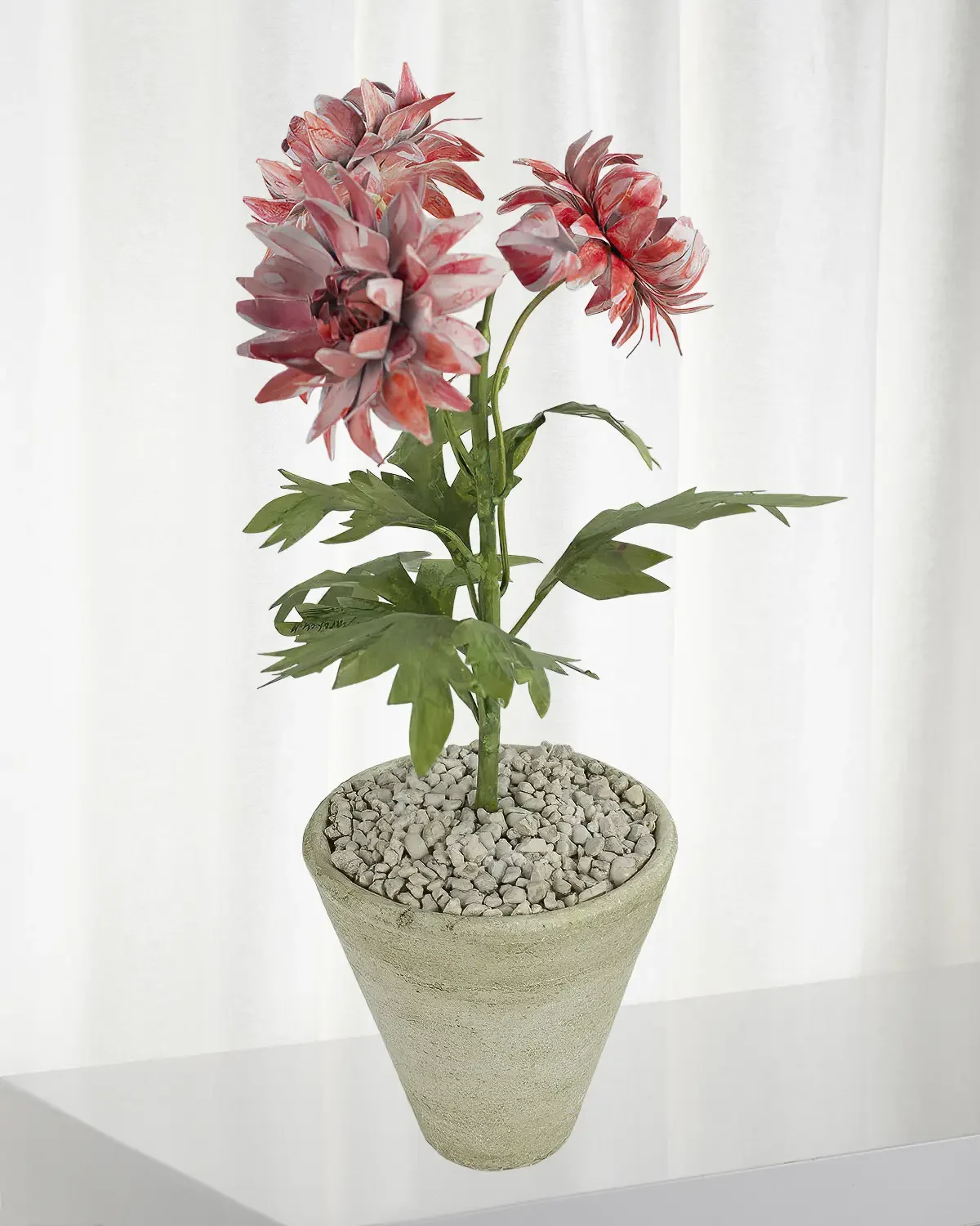 Tommy Mitchell Crysanthemum November Birth Flower in White Terracotta Pot