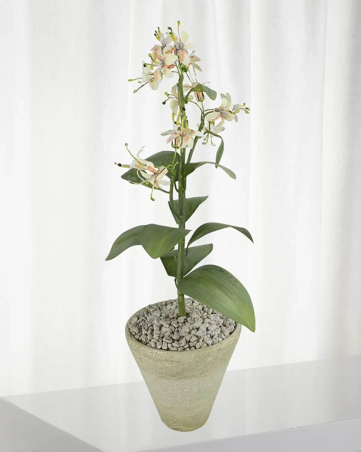 Tommy Mitchell Honeysuckle June Birth Flower in White Terracotta Pot