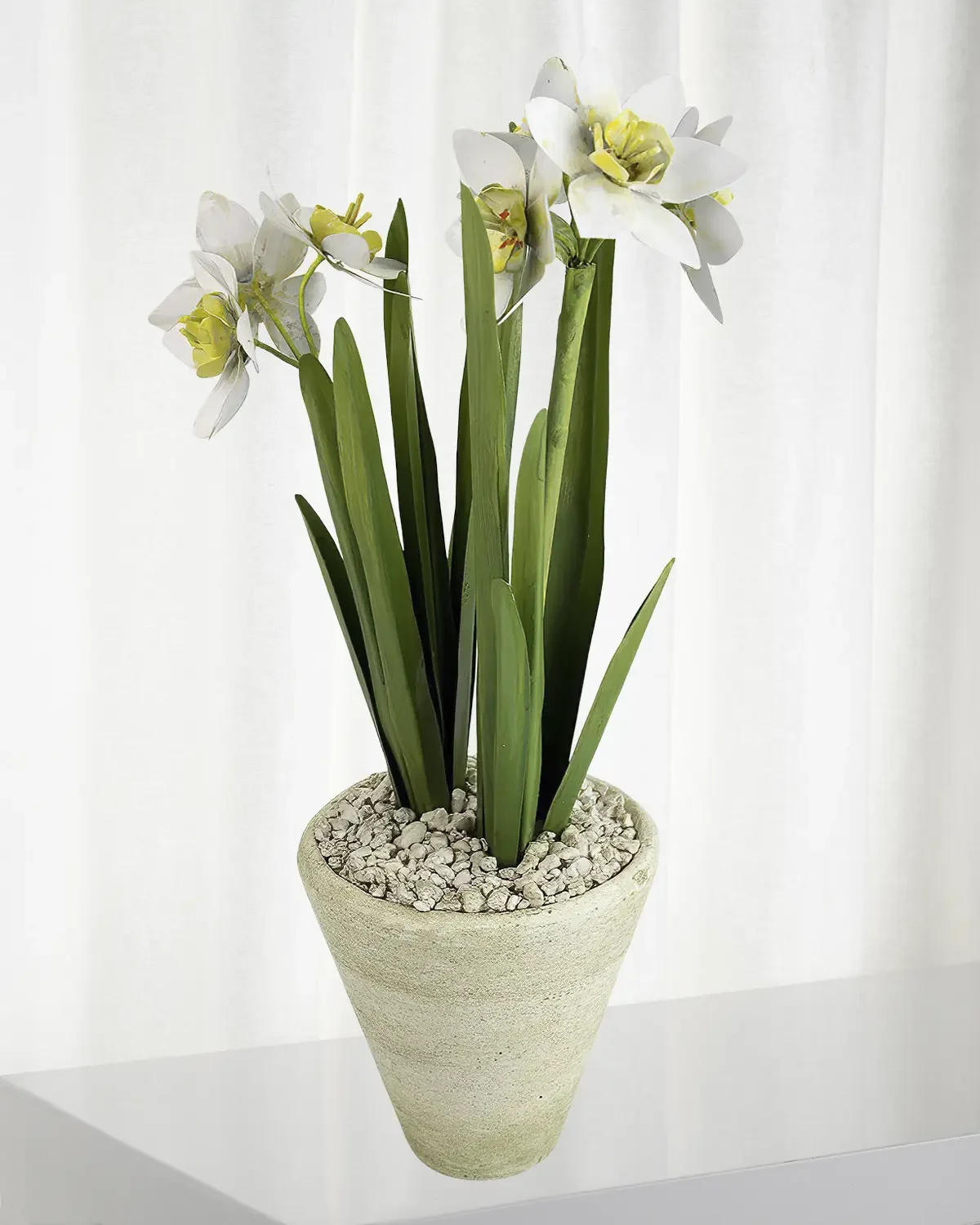 Tommy Mitchell Narcissus December Birth Flower in White Terracotta Pot
