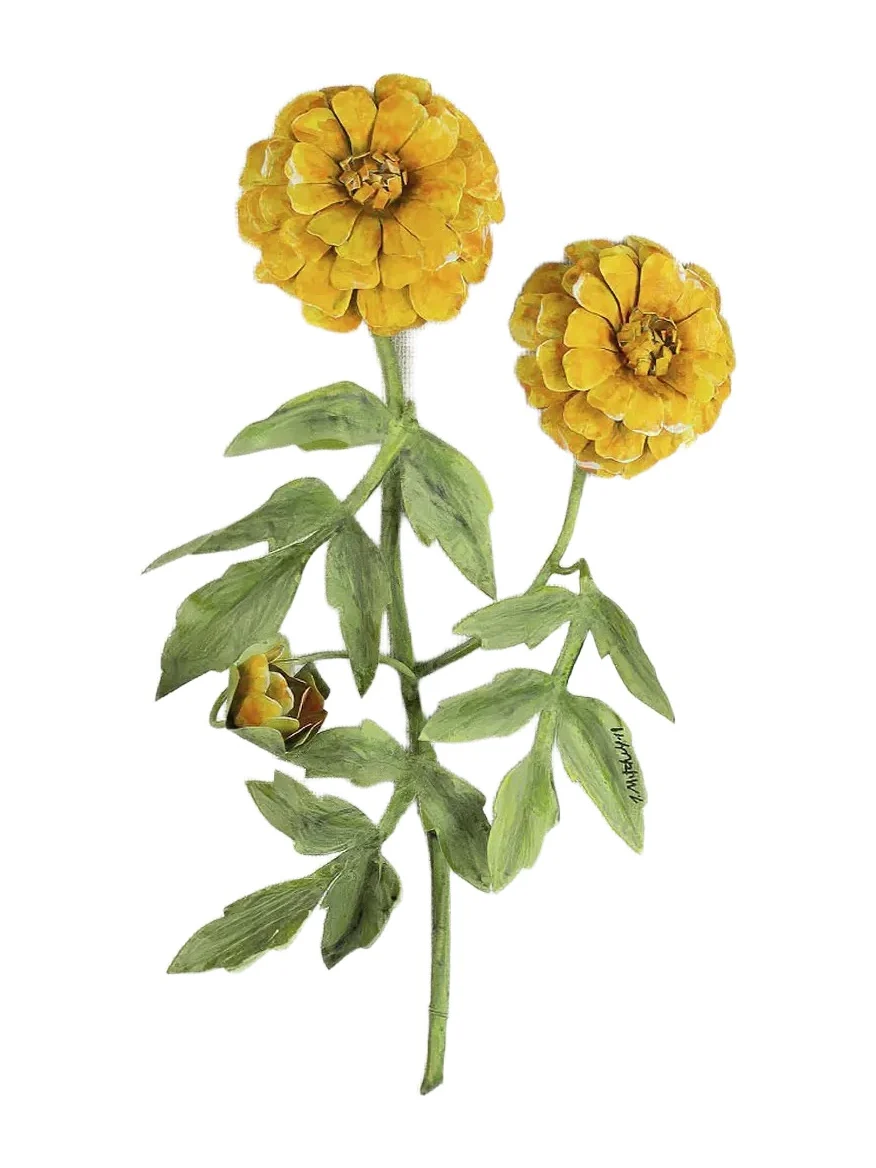 Tommy Mitchell Marigold October Birth Flower Wall Art