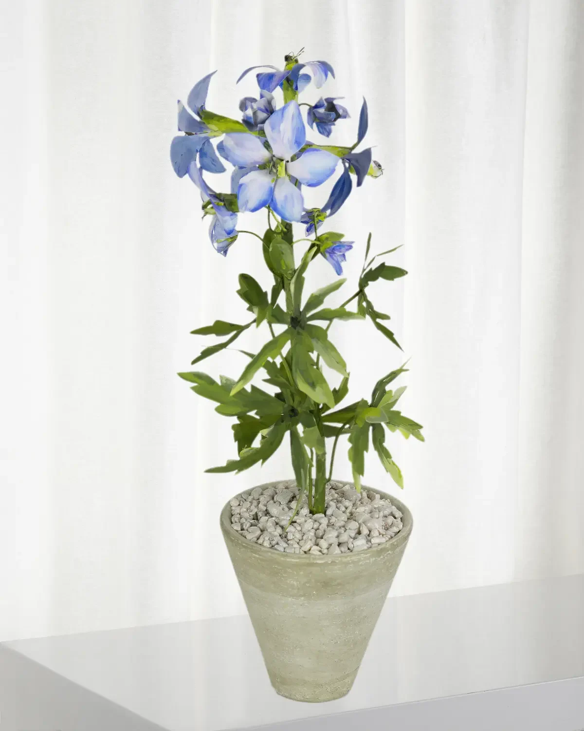 Tommy Mitchell Delphinium July Birth Flower in White Terracotta Pot