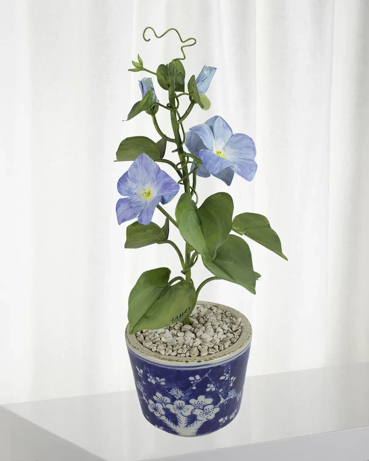 Tommy Mitchell Morning Glory September Birth Flower in Ceramic Pot