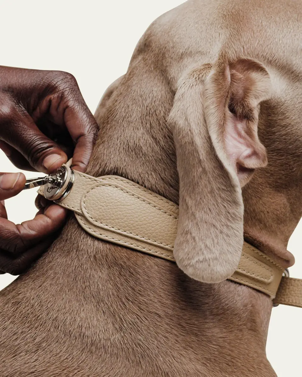 Pagerie The Dorro Dog Collar | Thumbnail 4 Pagerie The Dorro Dog Collar | Thumbnail 4