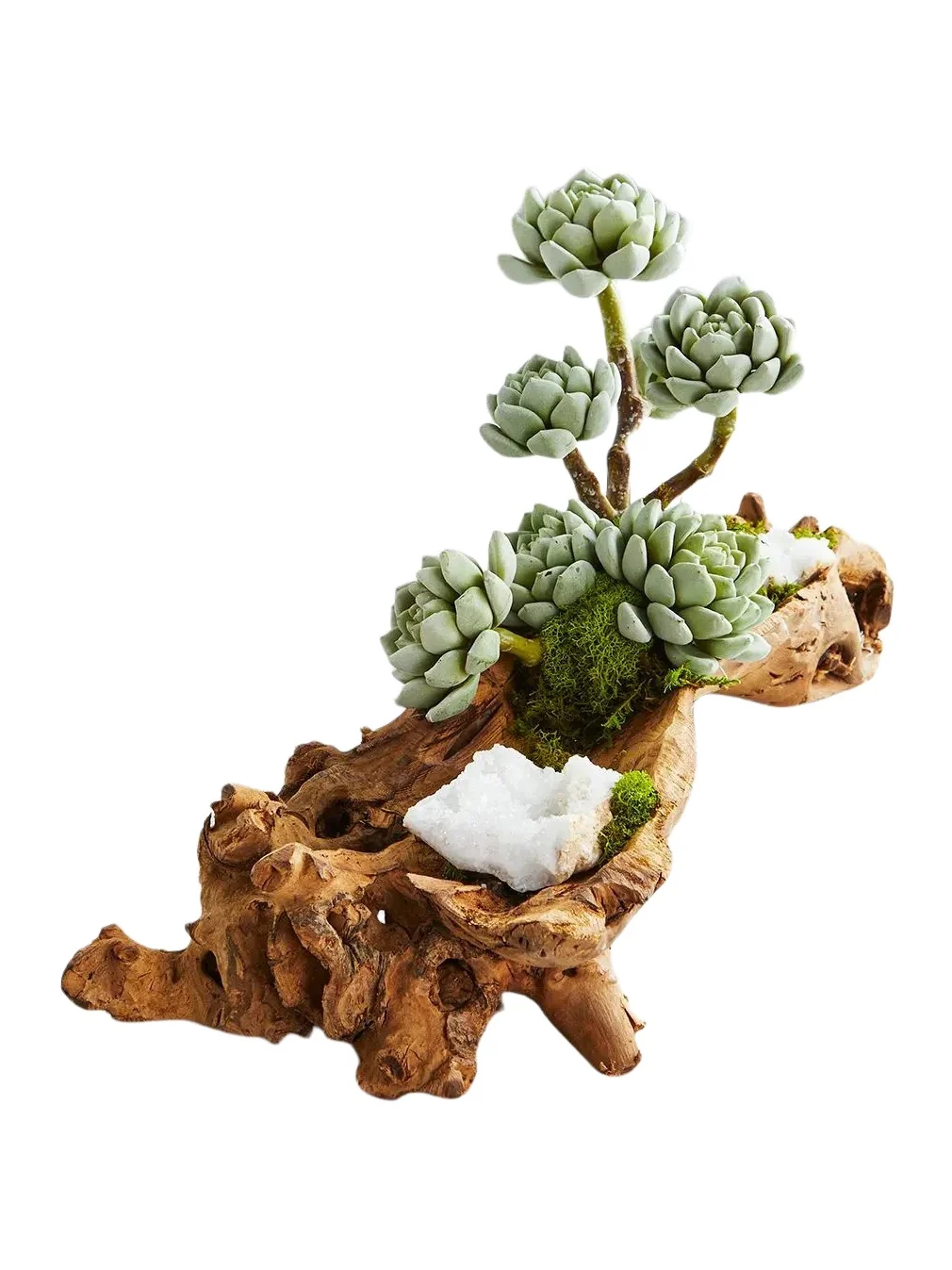 T & C Floral Company Baby Log Filled with Sedum
