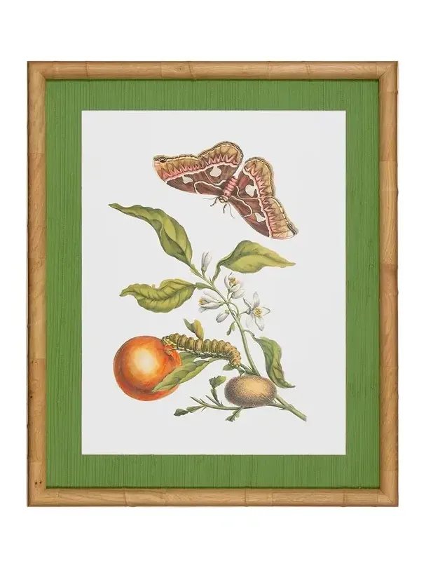 Shadow Catchers "Classic Botanical IV" Framed Giclee