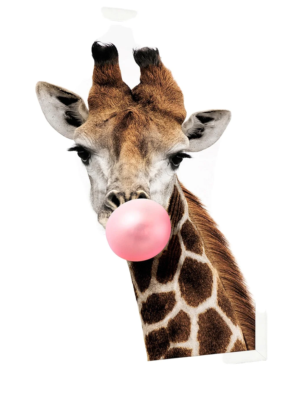 Wendover Art Group 'Pink Pop ' Giraffe Photo Giclee Wall Art