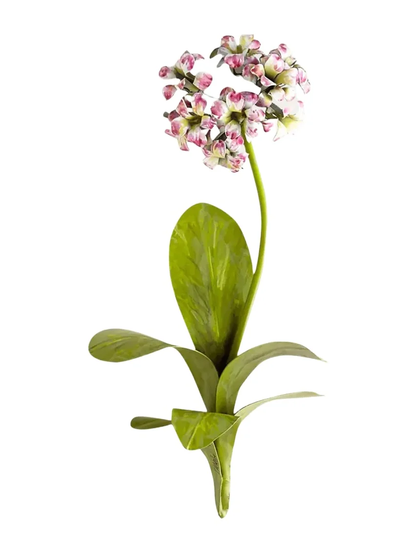 Tommy Mitchell Original Painted Primula Study
