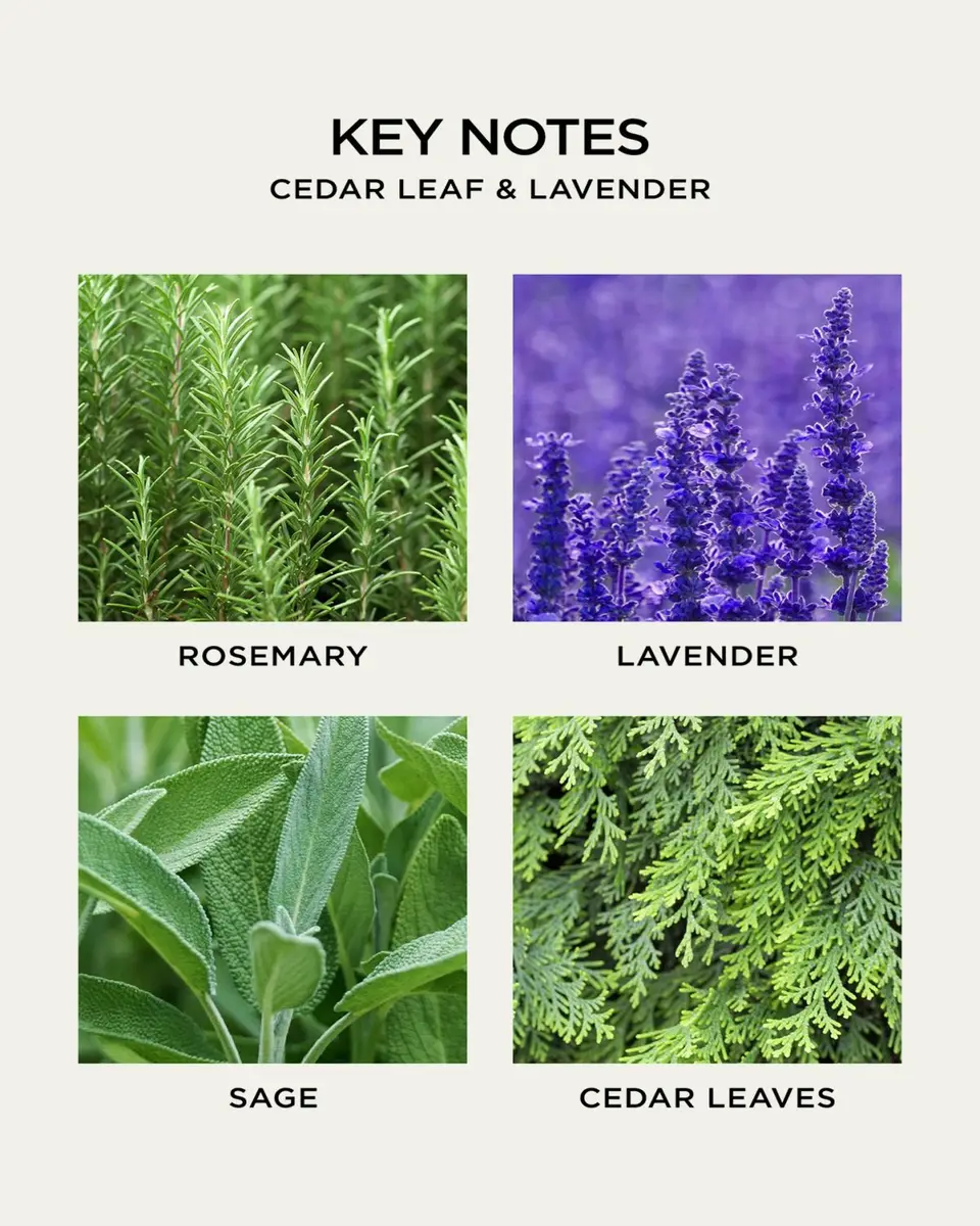 NEST New York Cedar Leaf & Lavender Liquid Soap, 10 oz. | Thumbnail 6