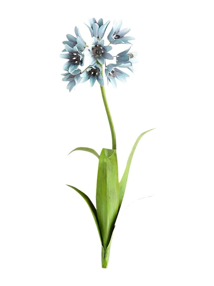 Tommy Mitchell Original Painted Agapanthus Study