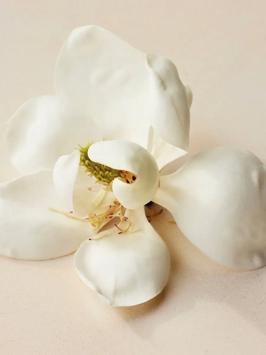 Chloé Atelier des Fleurs Magnolia Alba Eau de Parfum 1.7 fl oz | Thumbnail 4 Chloé Atelier des Fleurs Magnolia Alba Eau de Parfum 1.7 fl oz | Thumbnail 4