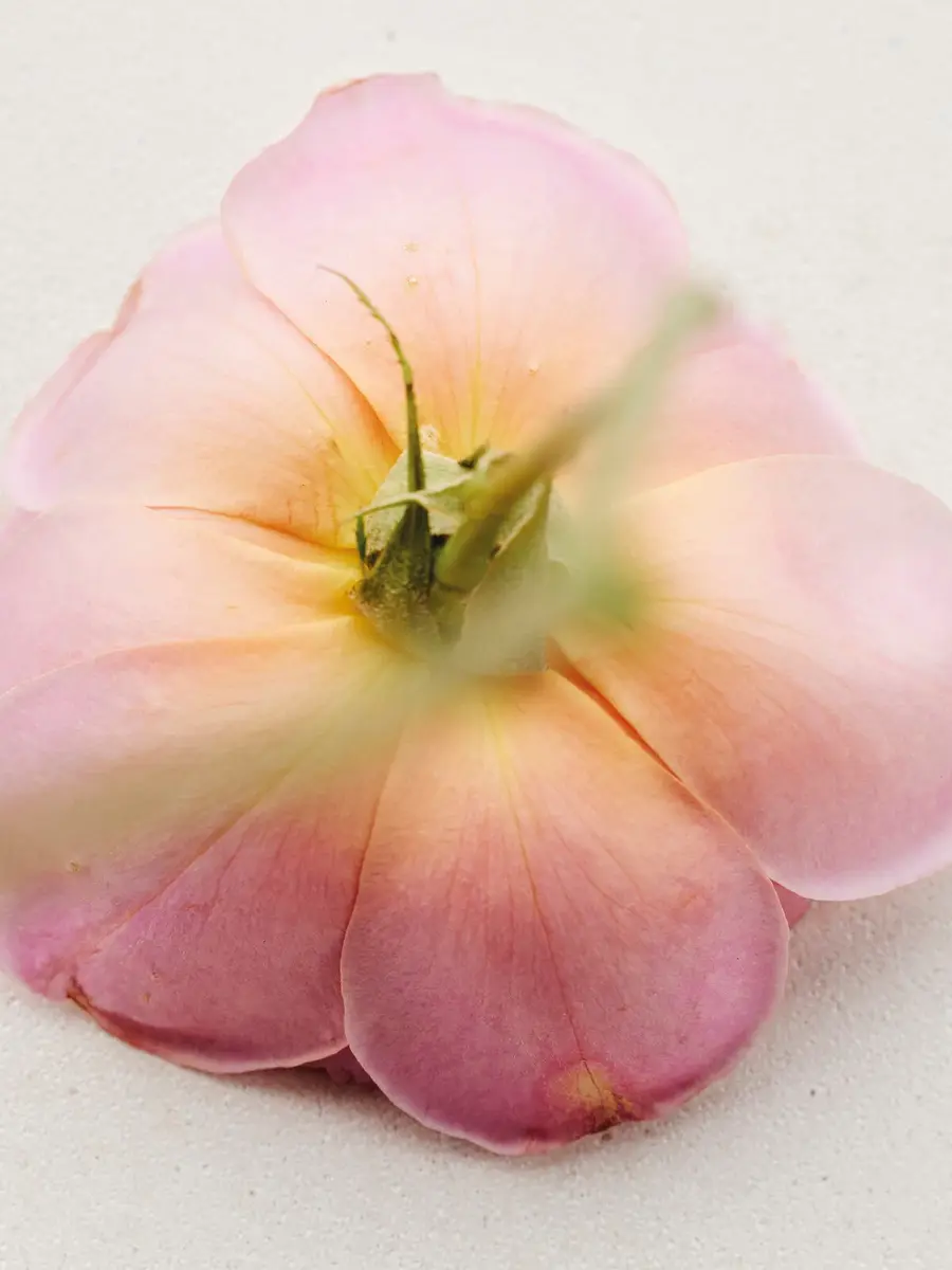 Chloé Atelier des Fleurs Rosa Damascena Eau de Parfum 5.1 fl oz | Thumbnail 4 Chloé Atelier des Fleurs Rosa Damascena Eau de Parfum 5.1 fl oz | Thumbnail 4