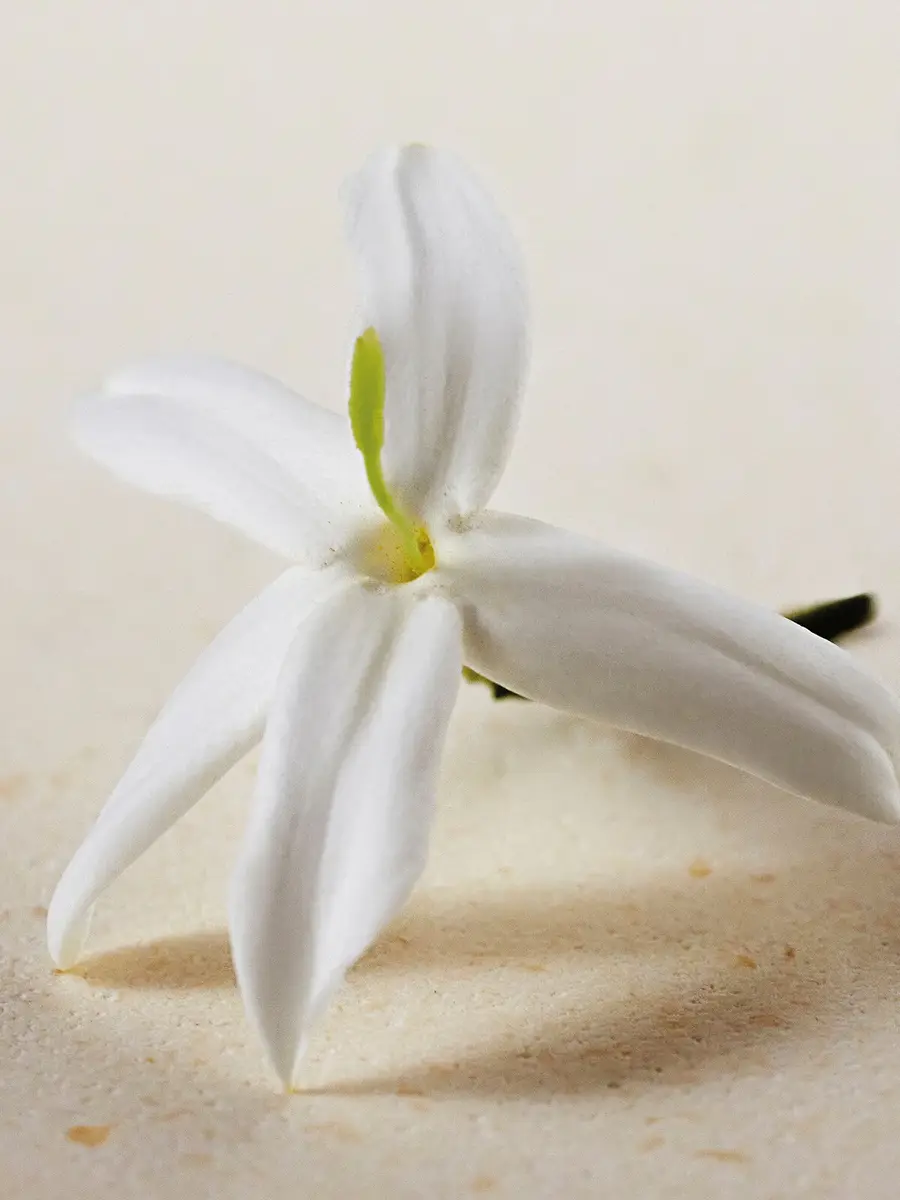 Chloé Atelier des Fleurs Jasminum Sambac Eau de Parfum 5.1 fl oz | Thumbnail 4 Chloé Atelier des Fleurs Jasminum Sambac Eau de Parfum 5.1 fl oz | Thumbnail 4