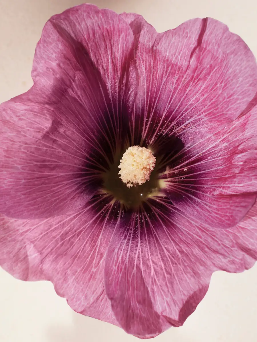 Chloé Atelier des Fleurs Hibiscus Abelmoschus Eau de Parfum 5.1 fl oz | Thumbnail 4 Chloé Atelier des Fleurs Hibiscus Abelmoschus Eau de Parfum 5.1 fl oz | Thumbnail 4