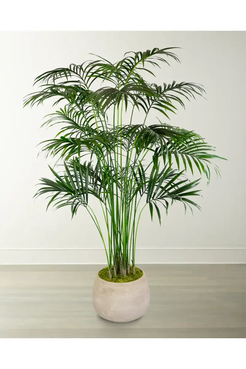 Winward Home Kentia Large Palm in Planter | Thumbnail 2