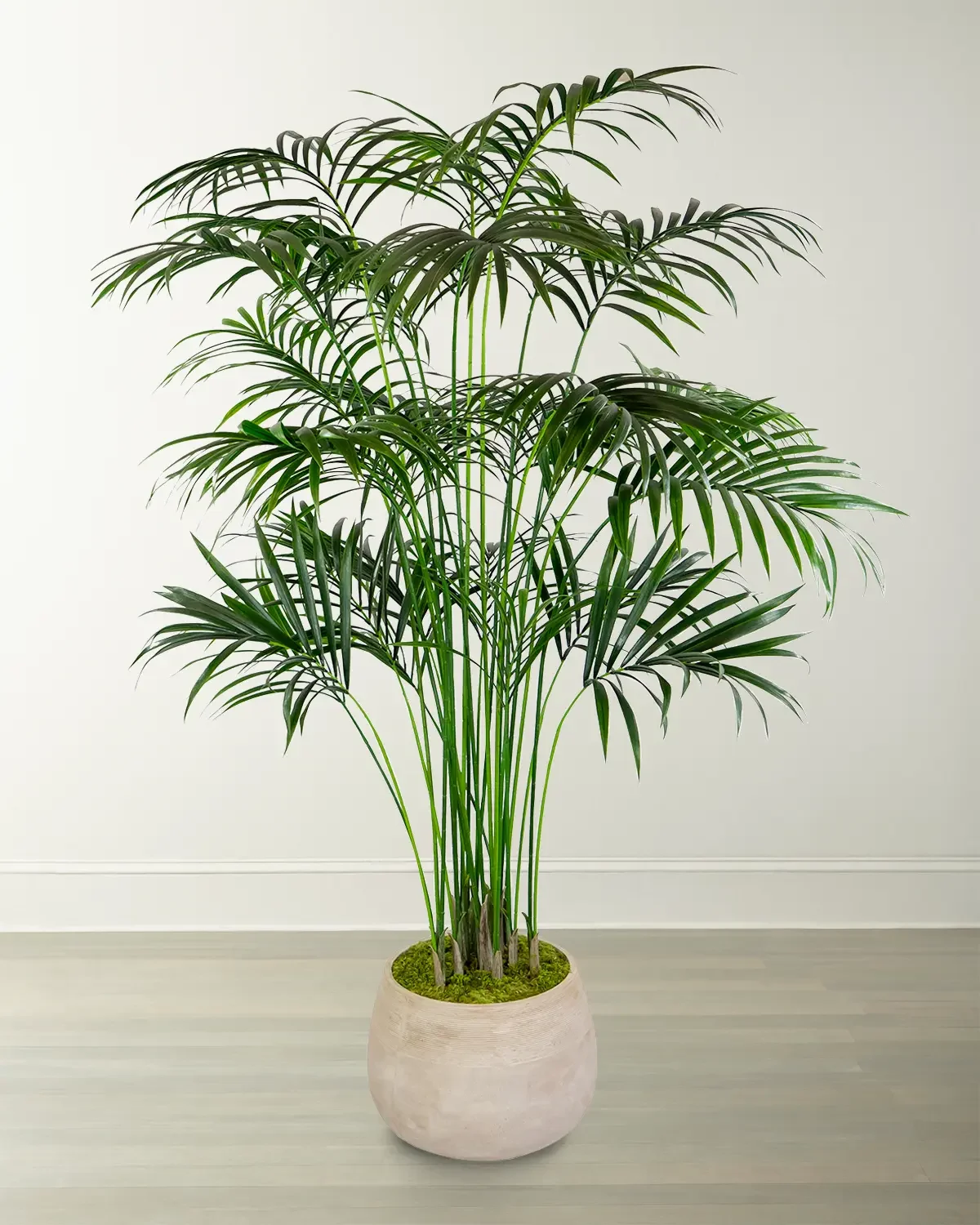 Winward Home Kentia Large Palm in Planter