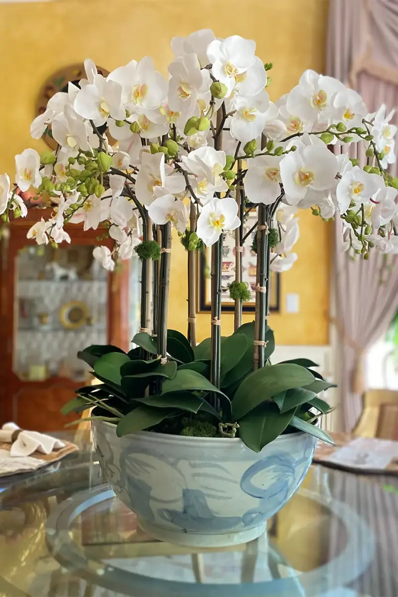 Winward Home Orchid in Ceramic Bowl | Thumbnail 2 Winward Home Orchid in Ceramic Bowl | Thumbnail 2