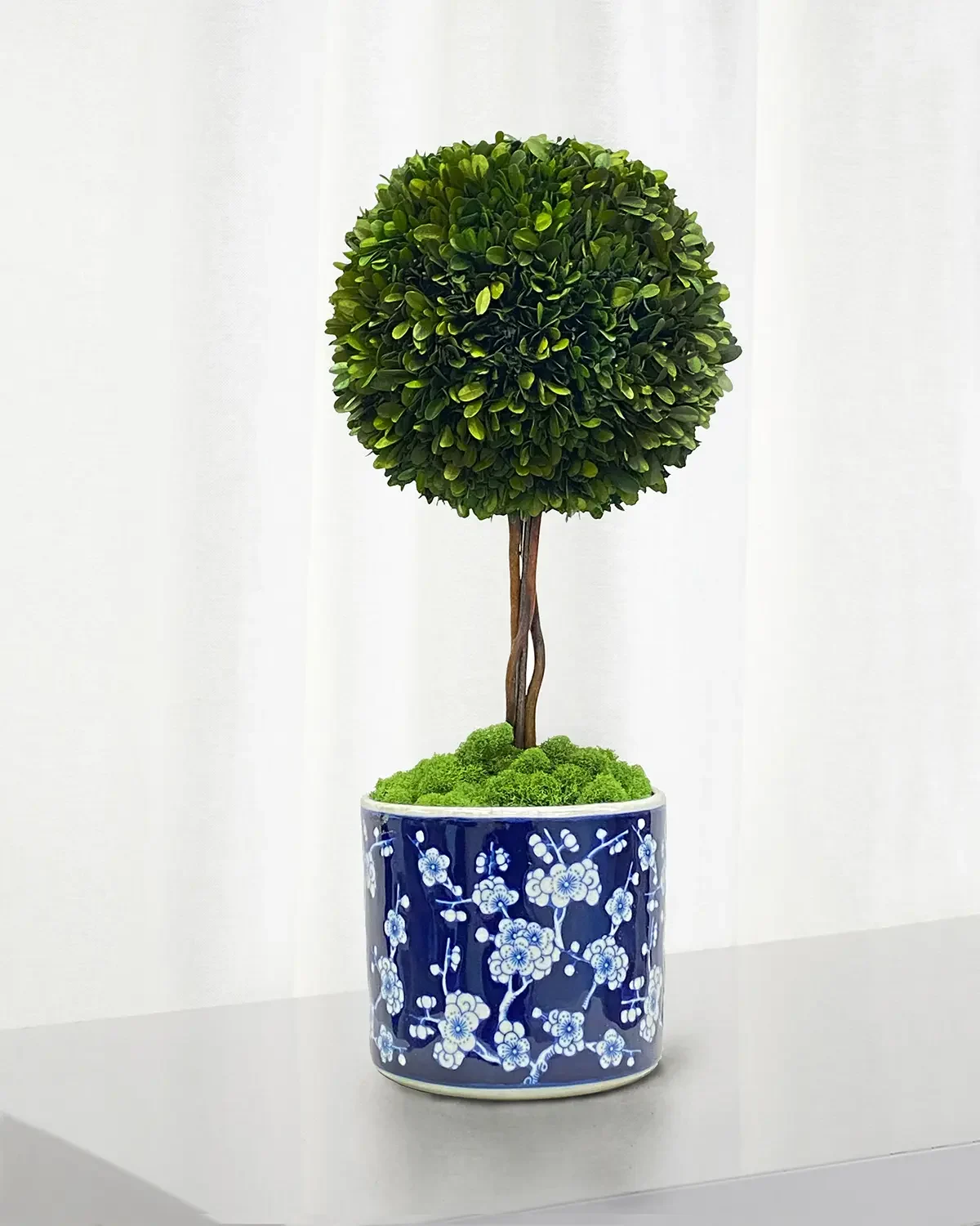 Winward Home Preserved Boxwood Ball Topiary In Round Porcelain Vase - 24"