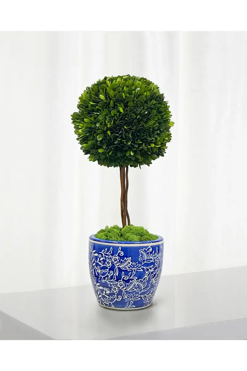 Winward Home Preserved Boxwood Ball Topiary In Porcelain Pot - 24" | Thumbnail 2 Winward Home Preserved Boxwood Ball Topiary In Porcelain Pot - 24" | Thumbnail 2