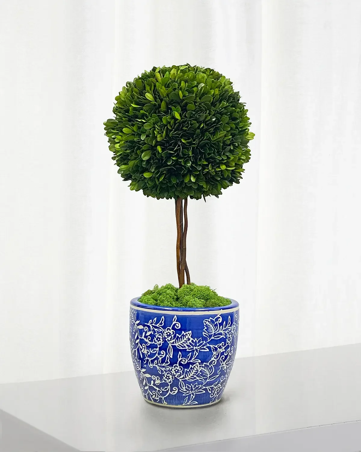 Winward Home Preserved Boxwood Ball Topiary In Porcelain Pot - 24"