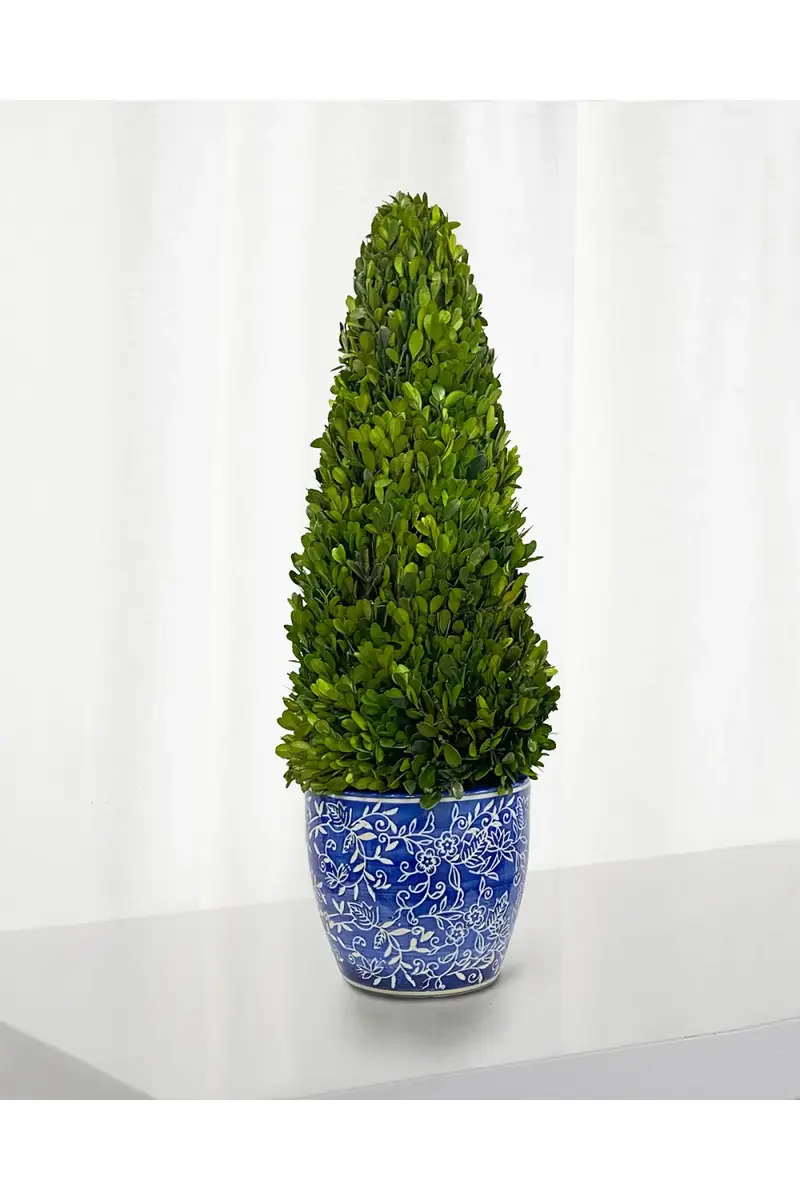 Winward Home Preserved Boxwood Cone Topiary In Porcelain Lotus Pot - 28" | Thumbnail 2 Winward Home Preserved Boxwood Cone Topiary In Porcelain Lotus Pot - 28" | Thumbnail 2