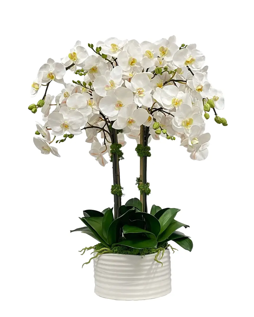 Winward Home Orchid in Urban Coil Planter | Thumbnail 2 Winward Home Orchid in Urban Coil Planter | Thumbnail 2
