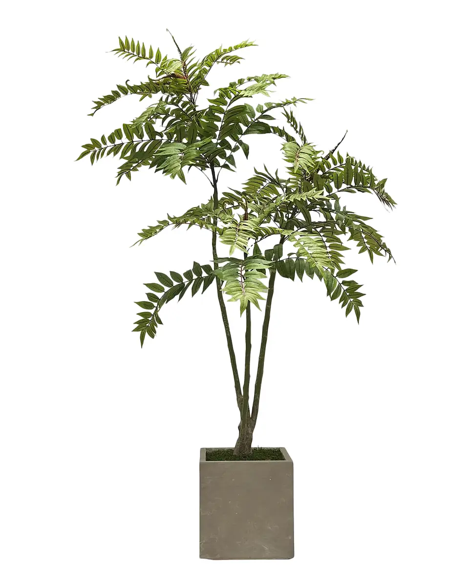 Winward Home Faux Toona Sinensis Tree in Fiberglass Planter, 80" Tall | Thumbnail 2 Winward Home Faux Toona Sinensis Tree in Fiberglass Planter, 80" Tall | Thumbnail 2