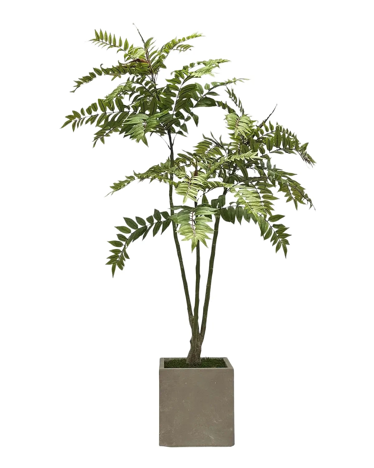 Winward Home Faux Toona Sinensis Tree in Fiberglass Planter, 80" Tall