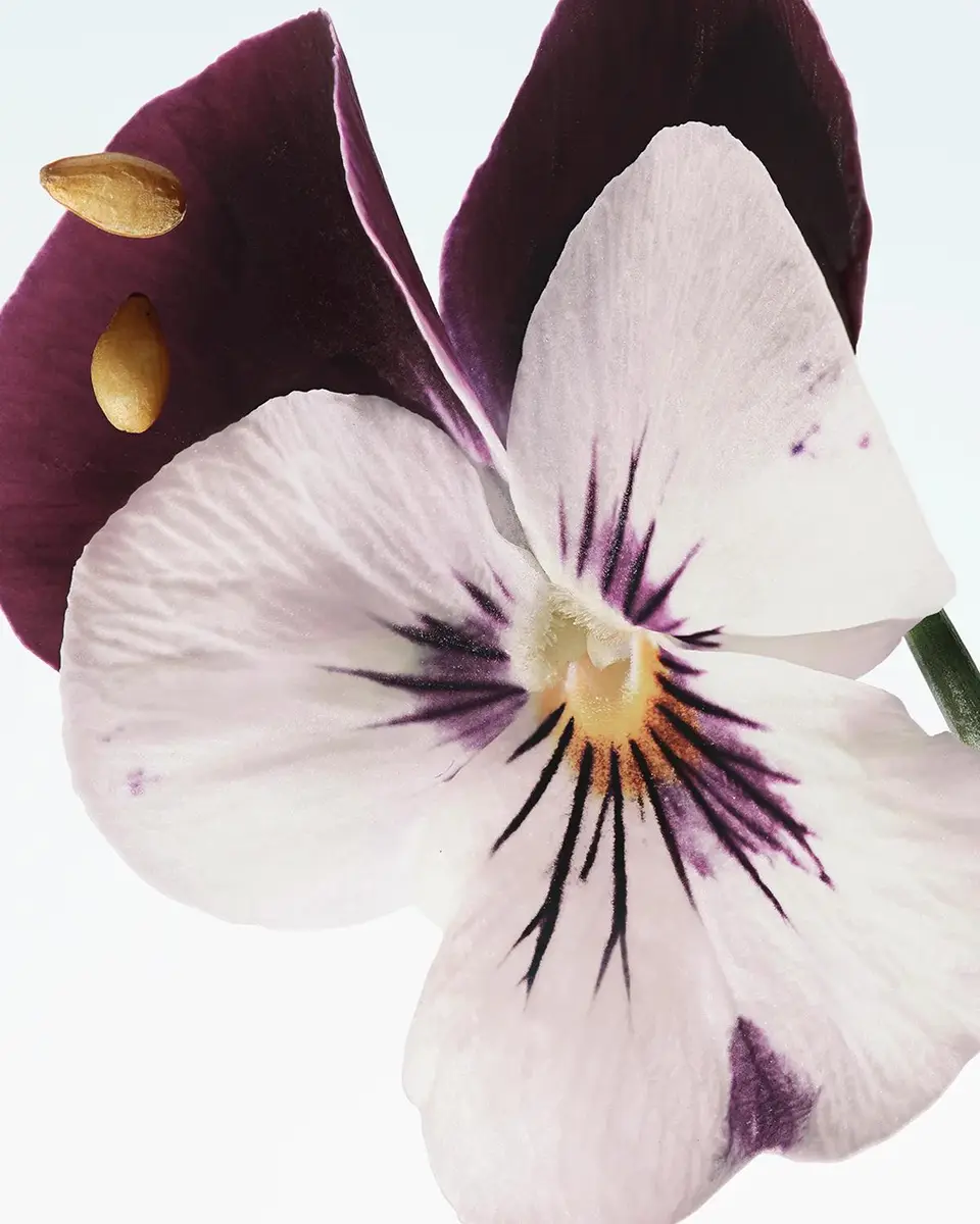 Dries Van Noten Velvet Violet Eau de Parfum, 3.4 oz. | Thumbnail 6 Dries Van Noten Velvet Violet Eau de Parfum, 3.4 oz. | Thumbnail 6