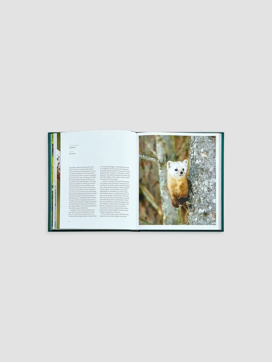 Graphic Image "The Hidden Life Of Trees" Leather-Bound Hardcover Book | Thumbnail 8