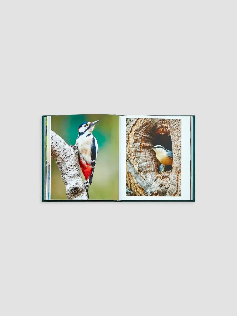 Graphic Image "The Hidden Life Of Trees" Leather-Bound Hardcover Book | Thumbnail 9