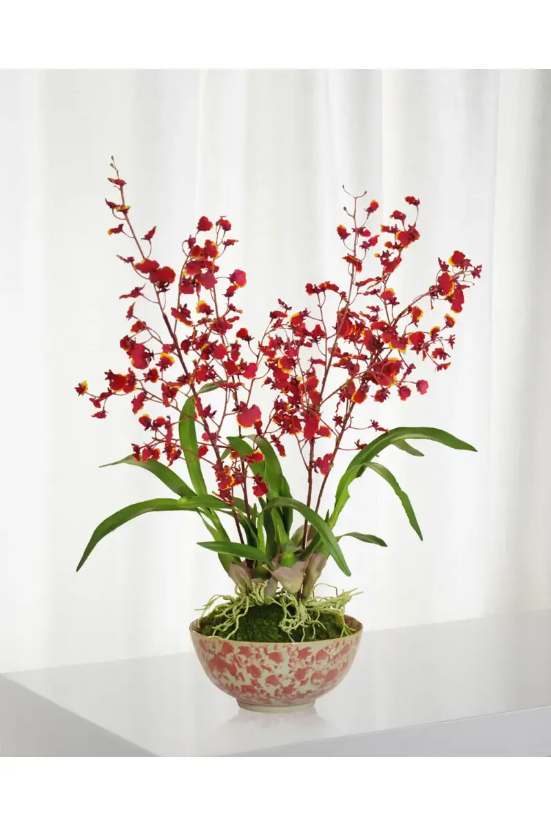 Winward Home Orchid in Longlife Bowl | Thumbnail 2 Winward Home Orchid in Longlife Bowl | Thumbnail 2